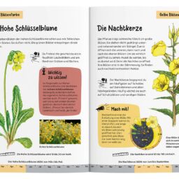 Naturführer für Kinder - Was blüht denn da? | Bienenlieb